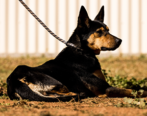 Australian National Sheep Dog Trials