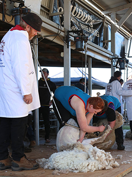 Speed Shearing