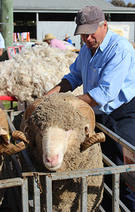 Sheep Stud